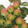 Apfel-Probierpaket - Frühe Apfelsorten