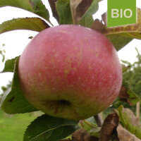 Bio-Apfel Ontario