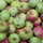 Mostapfel 13kg Bio-Ontario-Saftäpfel