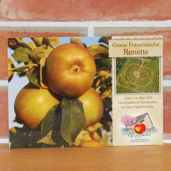 Ansichtskarte Graue Französische Renette Apfel