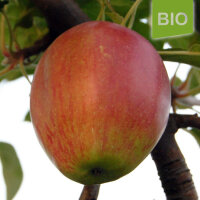 Bio-Apfel Stahls Winterprinz