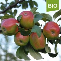 Öhringer Blutstreifling Bio-Äpfel 4kg