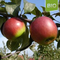 Öhringer Blutstreifling Bio-Äpfel 4kg