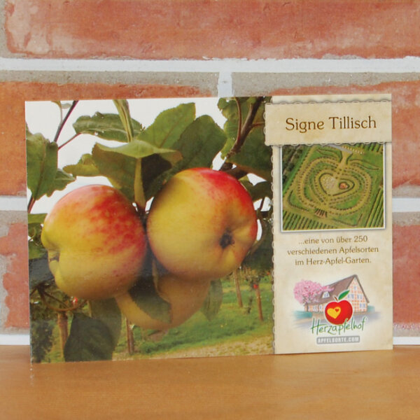 Ansichtskarte Signe Tillisch Apfel