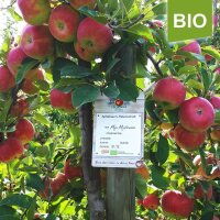 Apfelbaum-Patenschaft BIO / Red Jonaprince / 2024+2025 / Standard je 10kg / Gutschein 50€ Hofladen-Hofcafe