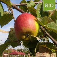 Lohrer Rambur Bio-Apfel 5kg