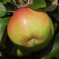 Ingol Apfel 5kg