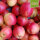 Pommerscher Krummstiel Bio-Äpfel 5kg