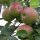 Pommerscher Krummstiel Bio-Äpfel 5kg