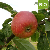 Coulons Renette bio 5kg alte Apfelsorte