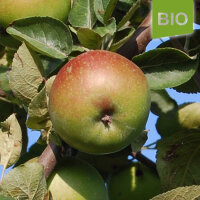 Bio-Apfel Schwarzwälder Renette|truncate:60