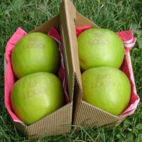 4 grüne Logo-Äpfel! Laser in 4er Apple Tray verpackt|truncate:60