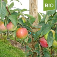 Bio-Jamba Äpfel Vorratspaket