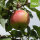 Bio-Jamba Äpfel Vorratspaket