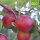 Mc. Intosh Bio-Äpfel 5kg