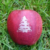 Rote Weihnachtsäpfel mit Motiv / Tannenbaum