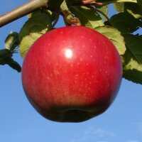 Kaiser Alexander Bio-Äpfel 5kg