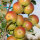 Apfelbaum-Patenschaft BIO / Cox Orange / 2024 / Standard 10kg