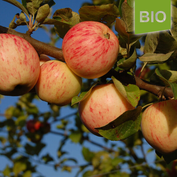 Bio-Apfel Helios 4kg