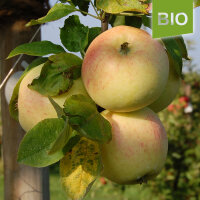 Bio-Apfel Helios 4kg