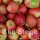 Bio-Äpfel 3kg-Steige / Elise
