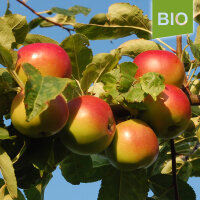 Roter Winterstettiner Bio-Äpfel 5kg