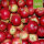 Roter Winterstettiner Bio-Äpfel 5kg