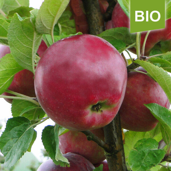 Bio-Spartan Äpfel  5kg