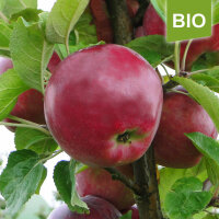 Bio-Spartan Äpfel  5kg|truncate:60