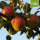 Reitenbacher Bio-Äpfel 5kg