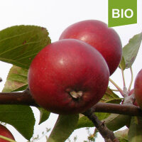 Bio-Apfel Roter Trierer|truncate:60