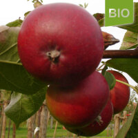 Bio-Apfel Roter Trierer