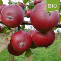Bio-Apfel Roter Trierer
