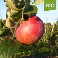 Jakob Fischer 6kg Bio-Äpfel