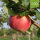 Jakob Fischer 6kg Bio-Äpfel