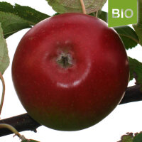 Bio-Apfel Roter Winterstettiner|truncate:60