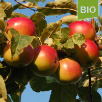 Bio-Apfel Roter Winterstettiner