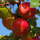 Bio-Apfel Roter Winterstettiner