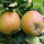 Bio-Apfel der Sorte Holsteiner Cox