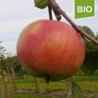 Königlicher Kurzstiel Bio-Äpfel 5kg|truncate:60
