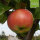 Königlicher Kurzstiel Bio-Äpfel 5kg