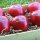 6 rote Laseräpfel in rustikaler Obstkiste dekorativ verpackt