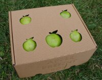 6 grüne Logo-Äpfel Laser in 6er Apple Present...