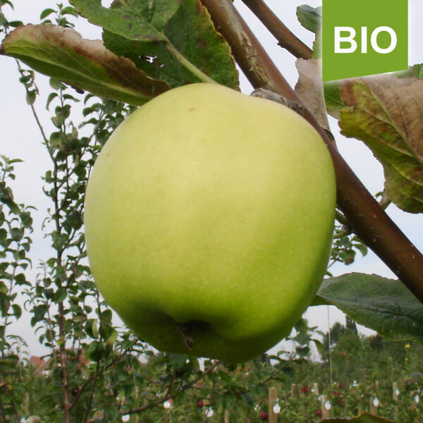 Bio-Apfel Uelzener Kalvill