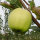 Bio-Apfel Uelzener Kalvill