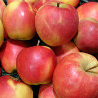 Elstar Apfel 5kg|truncate:60