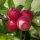Rockit® Apple 5 Snack-Äpfel im Push-Pack