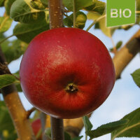 Santana Apfel / Bio-Äpfel / Äpfel einzeln in Box