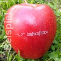 Riesen Logo-Apfel 85mm+