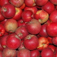 Mostäpfel 13kg krumme Früchte / Red Jonaprince